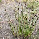 Juncus alpinoarticulatus Folha