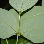 Erythrina lanceolata Leaf