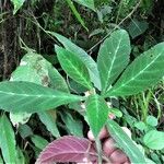 Drymonia parviflora 葉