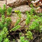 Sedum divergens Hostoa