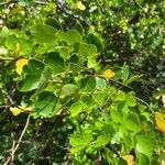 Haematoxylum campechianum Blatt