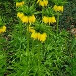 Fritillaria imperialisFlower