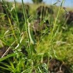 Crotalaria brevidens Φρούτο