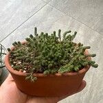 Sedum moranense Leaf