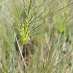 Aegilops neglecta Flower