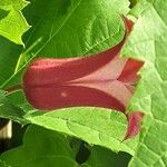 Clematis texensis Flower