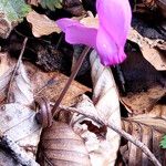 Cyclamen purpurascensফুল