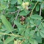 Exochorda × macrantha Fruit