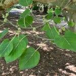 Ficus abutilifolia Folha