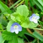 Veronica polita Floare