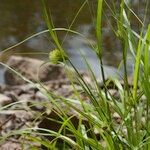 Carex bohemica Plante entière