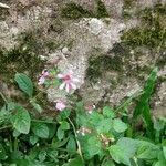 Cuphea racemosa Blodyn