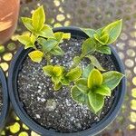 Sarcococca ruscifoliaLeaf