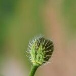 Papaver hybridum Fruit