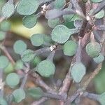 Corokia cotoneaster Leaf