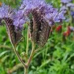 Phacelia tanacetifoliaBloem