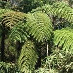 Cyathea glauca Other