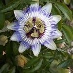 Passiflora caeruleaΆλλα