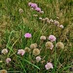 Armeria arenaria 花