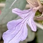 Teucrium fruticansFlower