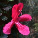 Asteranthera ovata Blüte
