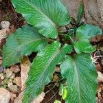 Arum pictumLeaf