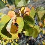 Cercis occidentalis Hostoa