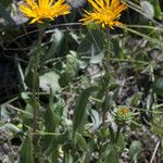 Pyrrocoma crocea Flower