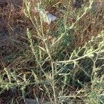 Artemisia vulgarisLeaf