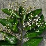 Nectandra membranacea Feuille