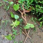 Passiflora ligularis Leaf