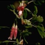 Ribes menziesii Blüte