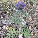 Echinops strigosus Kvet