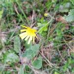 Hieracium glaucinumFlower