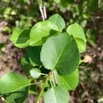 Prunus mahaleb Leaf