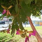 Bauhinia purpurea पत्ता