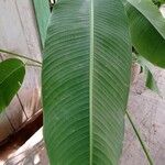 Heliconia stricta Leaf