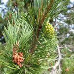 Pinus uncinata Leaf