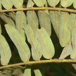 Cassia grandis Blad