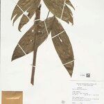 Bactris simplicifrons Folio