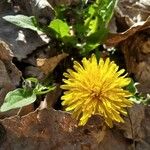 Taraxacum dissectum Цвят