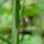 Carex atrata Feuille