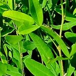 Lespedeza violacea Leaf