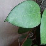 Hoya carnosa পাতা