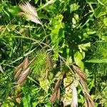 Bromus catharticus Habitus