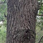 Juglans nigra Ekosanga