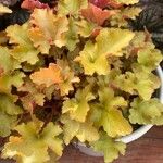 Heuchera americana 葉