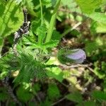 Malva setigera Blatt