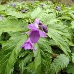 Cardamine glanduligera Flors