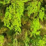 Adiantum concinnum Leaf